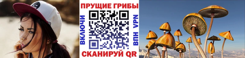 Галлюциногенные грибы Psilocybine cubensis  Балахна 